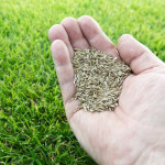 Grass seeds