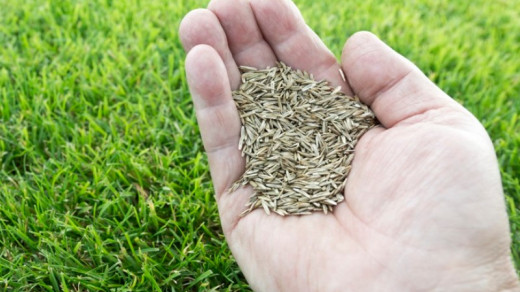 Grass seeds