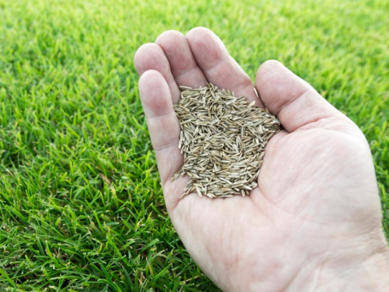 Grass seeds