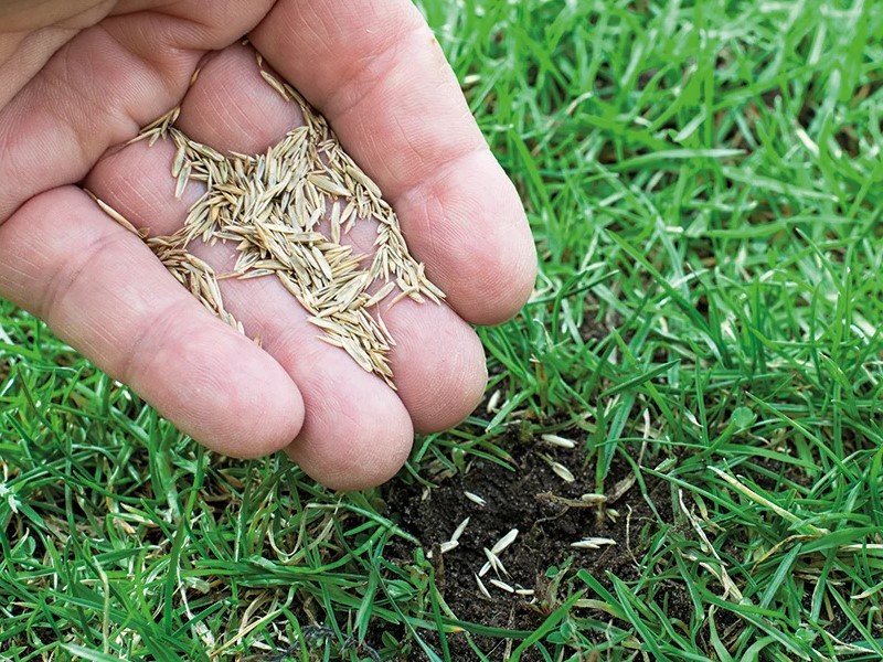 Grass seeds